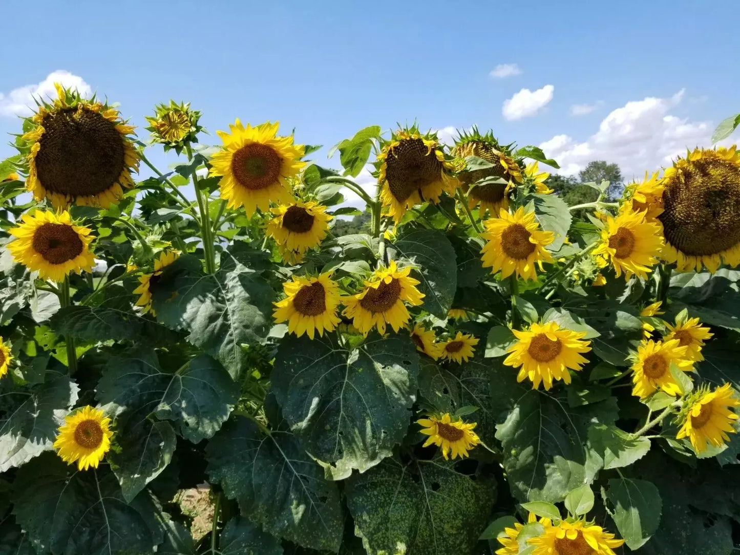 Black Oil Sunflower Seeds - 10+ Pack - Heirloom Non-GMO