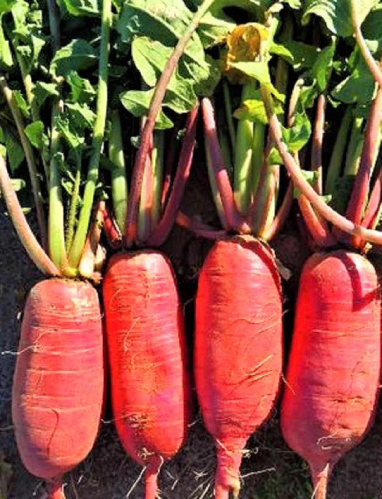 China Rose Radish Seeds – Non-GMO, Heirloom Raphanus sativus, Pack of 100+ for Home Gardening, Fast-Growing, Edible Root