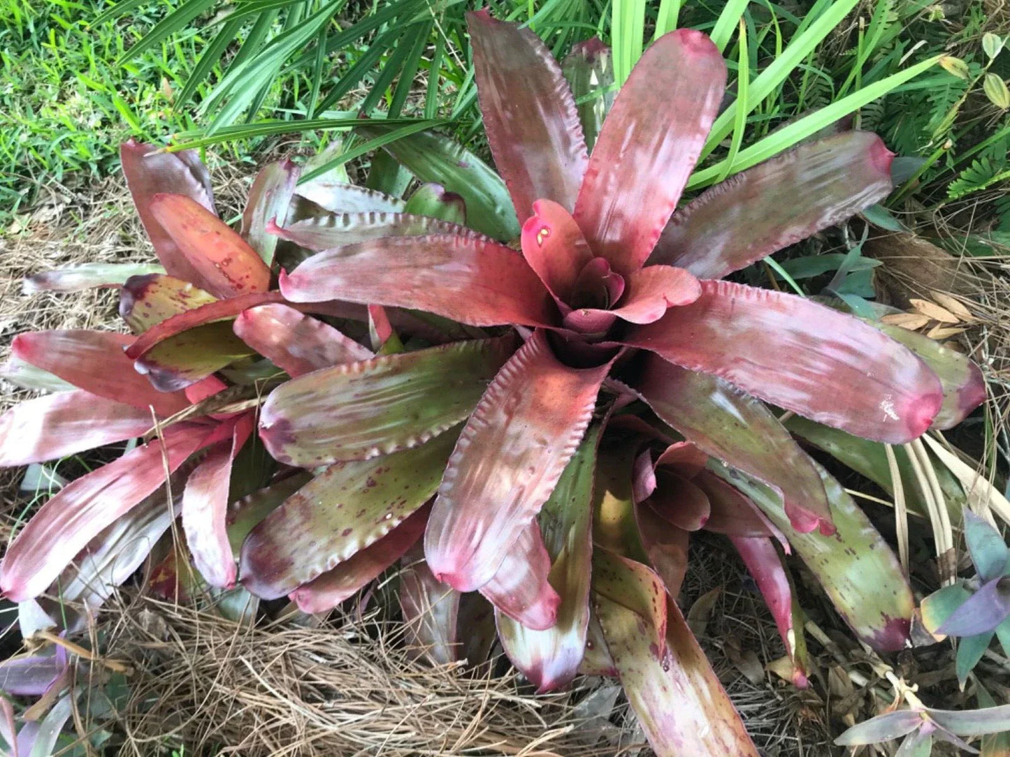 Neoregelia Bromeliad Plant - Rose Green Variety with Climbing & Clustering Growth for Indoor & Outdoor
