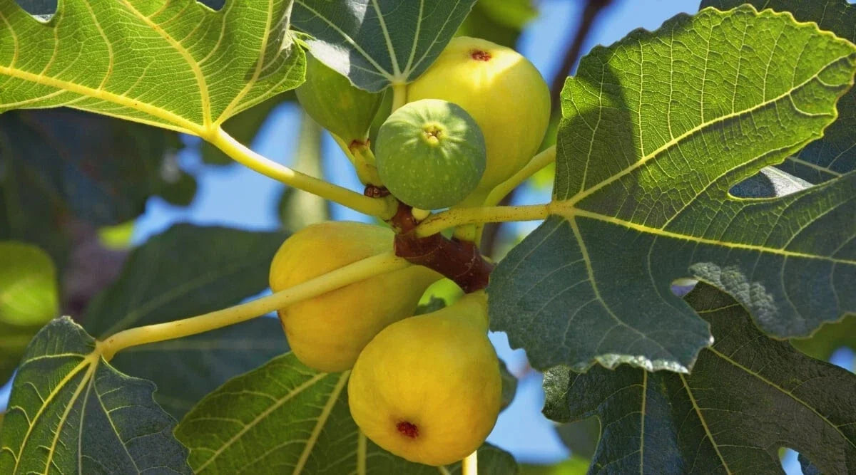 Yellow Long Neck Fig Seeds - Ficus carica, Deciduous Fruit Tree, 100+ Seeds for Garden Planting, USA Grown