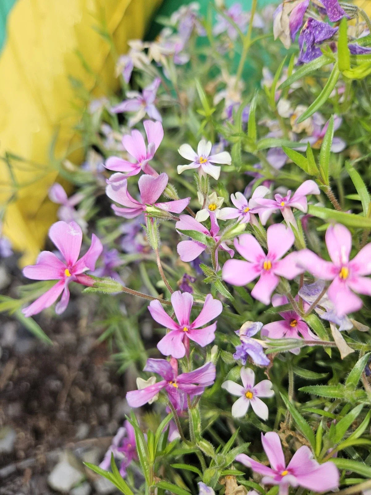 Pink Spring Creeping Phlox Plant - 1 Bare Root Phlox subulata Vibrant Pink Perennial for Gardens