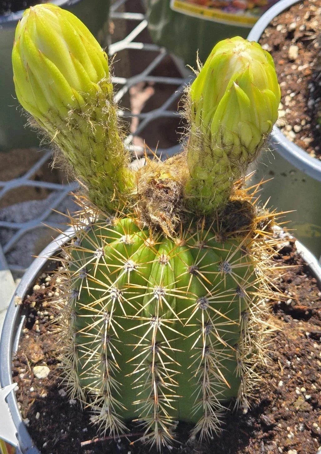 Echinopsis Golden Torch Cactus Seeds - 30 Pack - High Germination Rate