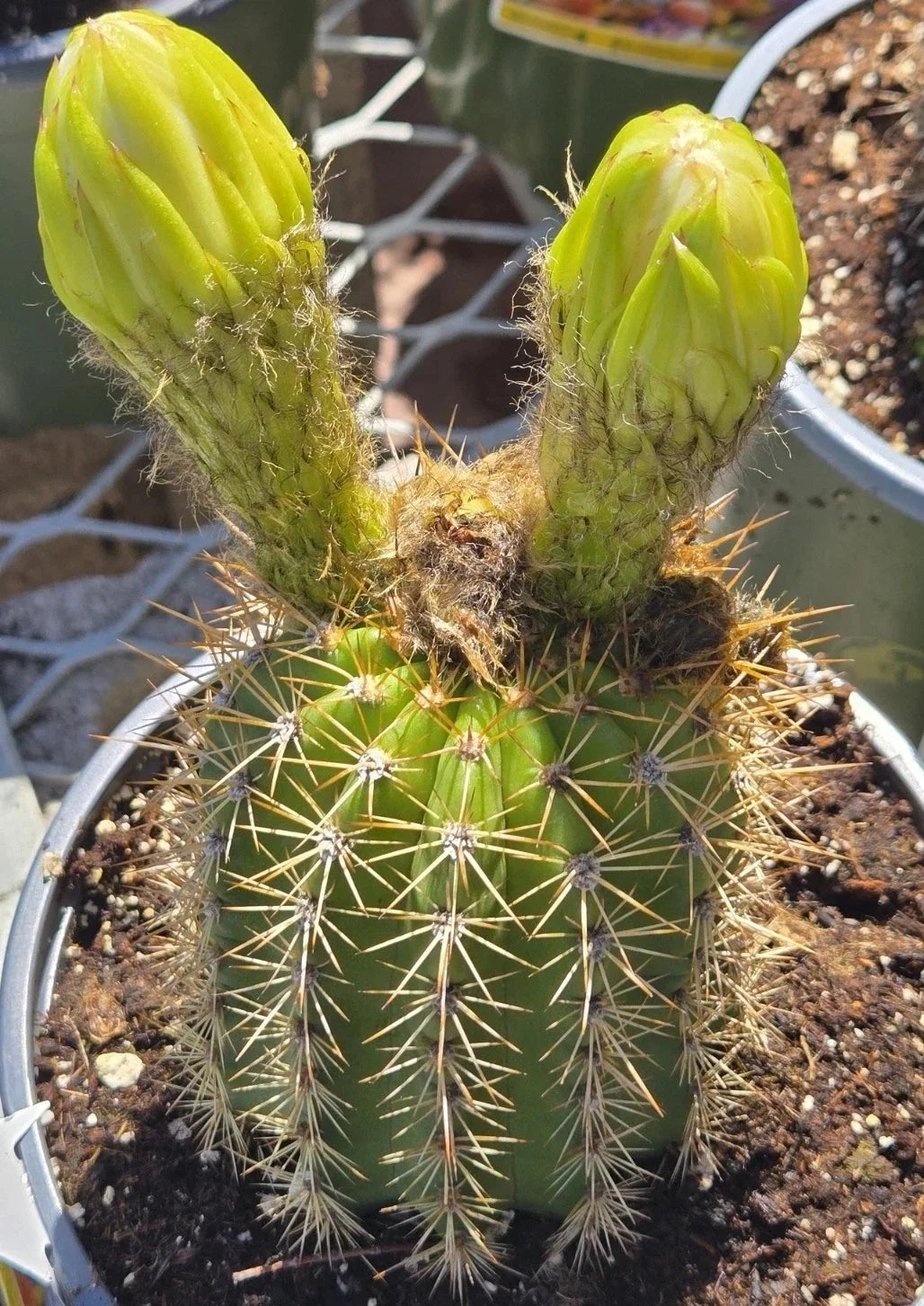 Echinopsis Golden Torch Cactus Seeds - 30 Pack, Drought-Tolerant, Easy to Grow, Vibrant Golden Blooms, for Cactus Gardens & Terrariums