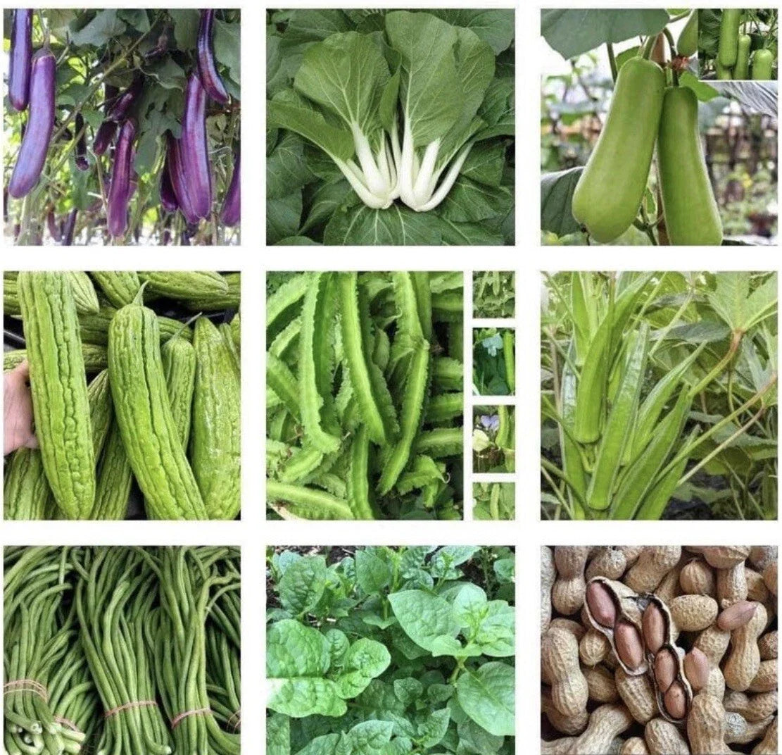 15 Packets of Non-GMO Asian Vegetable Seeds for Planting, Variety Pack, Home Garden, Organic, Fresh Produce