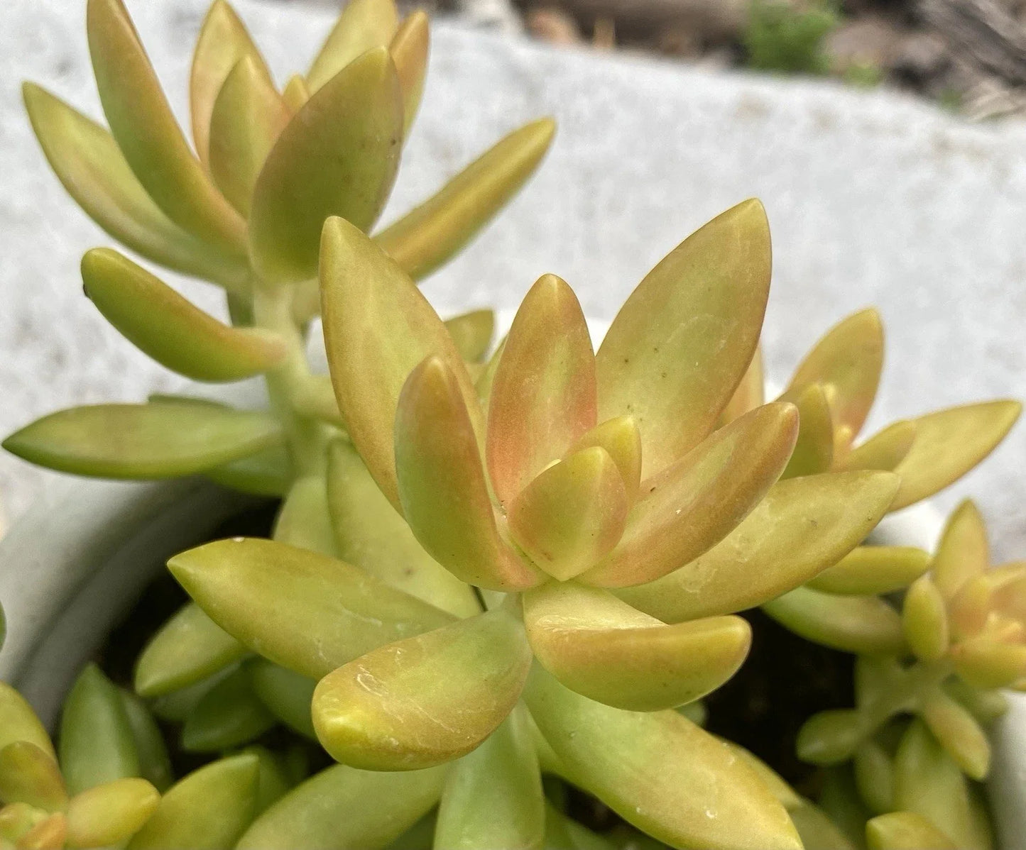 Sedum Adolphii Live Succulent Plant Cutting in 2" Pot - Golden Sedum, Drought Tolerant, Easy Care Houseplant, Indoor Garden, Low Maintenance