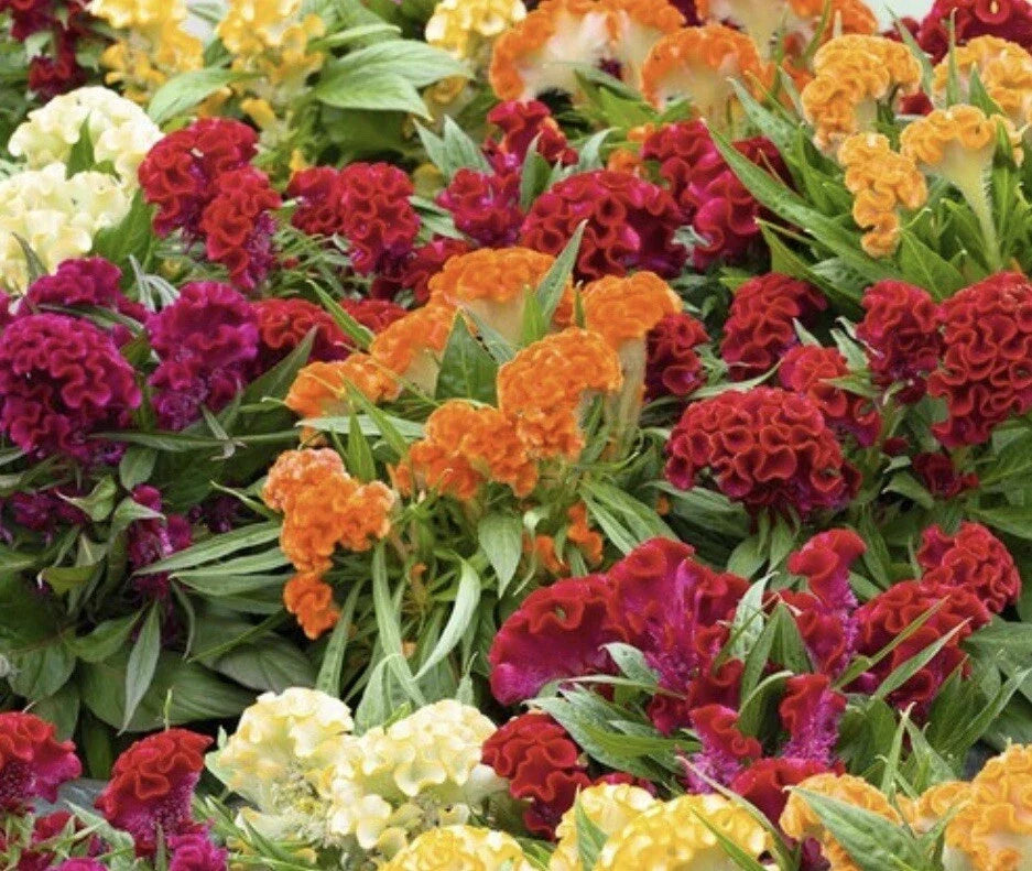Celosia Seeds - 100+ Mixed Cockscomb - Vibrant Colors - Celosia cristata Garden Flower Seeds