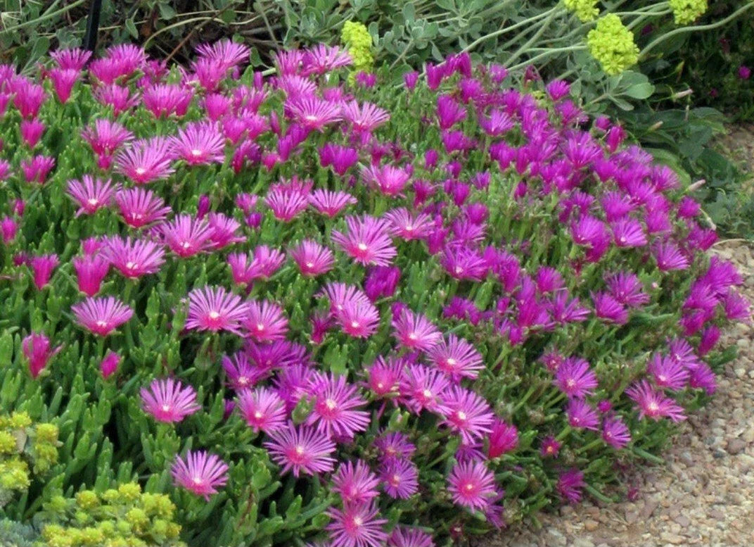 Magenta Coopers Hardy Ice Plant - Delosperma Cooperi Bare Root Succulent Ground Cover