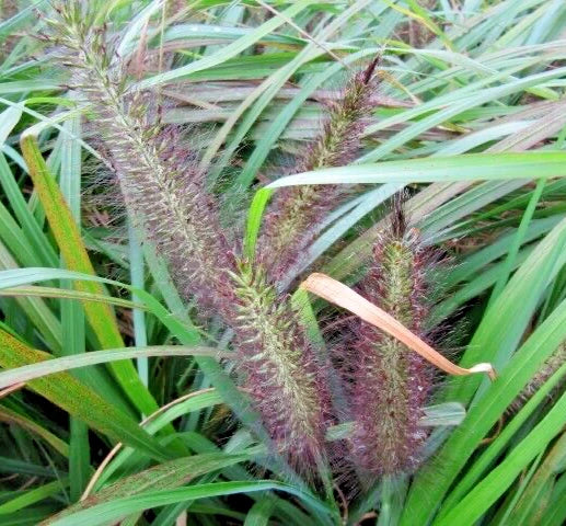 Black Fountain Grass Bare Roots, Variegated Green Pennisetum Alopecuroides var. Viridescens, Ornamental Grass Plant