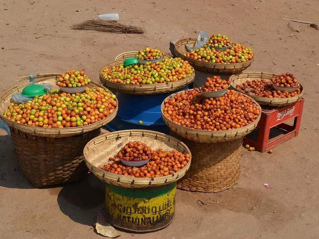 Indian Jujube Seeds - Ziziphus mauritiana - Fruit Tree Seeds for Planting, Chinese Date, Drought-Tolerant, Edible Landscape
