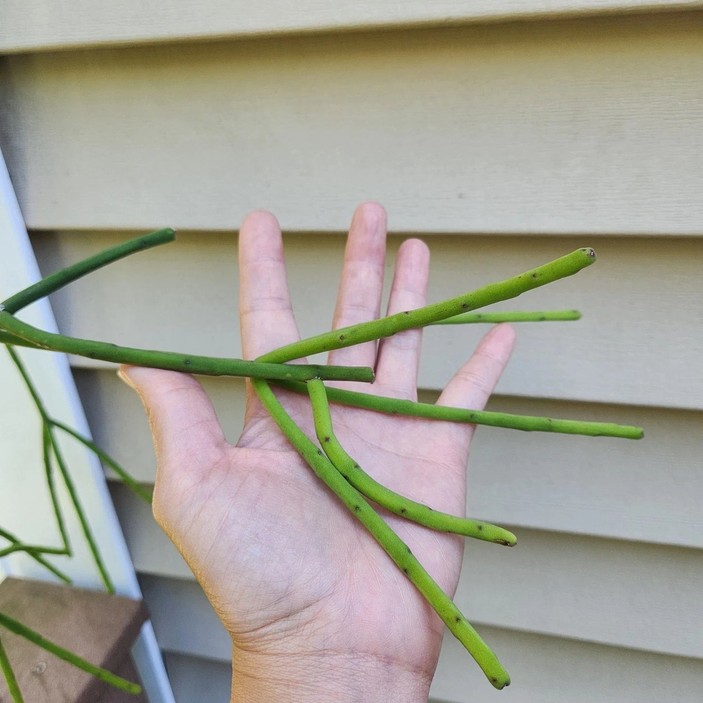 Rhipsalis Pittieri Cuttings - 6-Inch Floccosa Variety - Tropical Cactus Succulent - Epiphytic, Trailing Plant