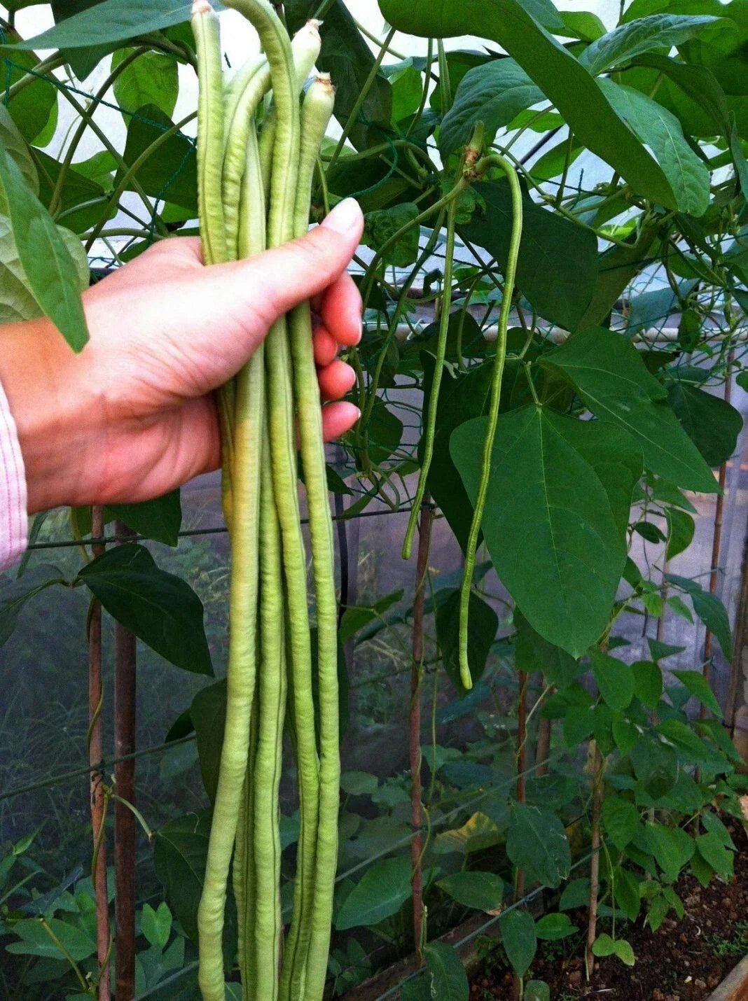 Long Bean Seeds - 120+ Yards - Asian Chinese Heirloom NON GMO Fresh Seed Pack