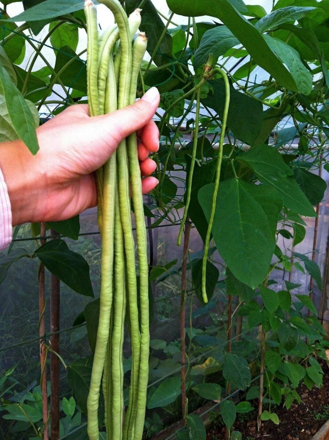 Long Bean Seeds - Asian Heirloom, NON-GMO, 120+ Seeds, Vigna unguiculata subsp. sesquipedalis, Climbing Vine, Fresh Pack