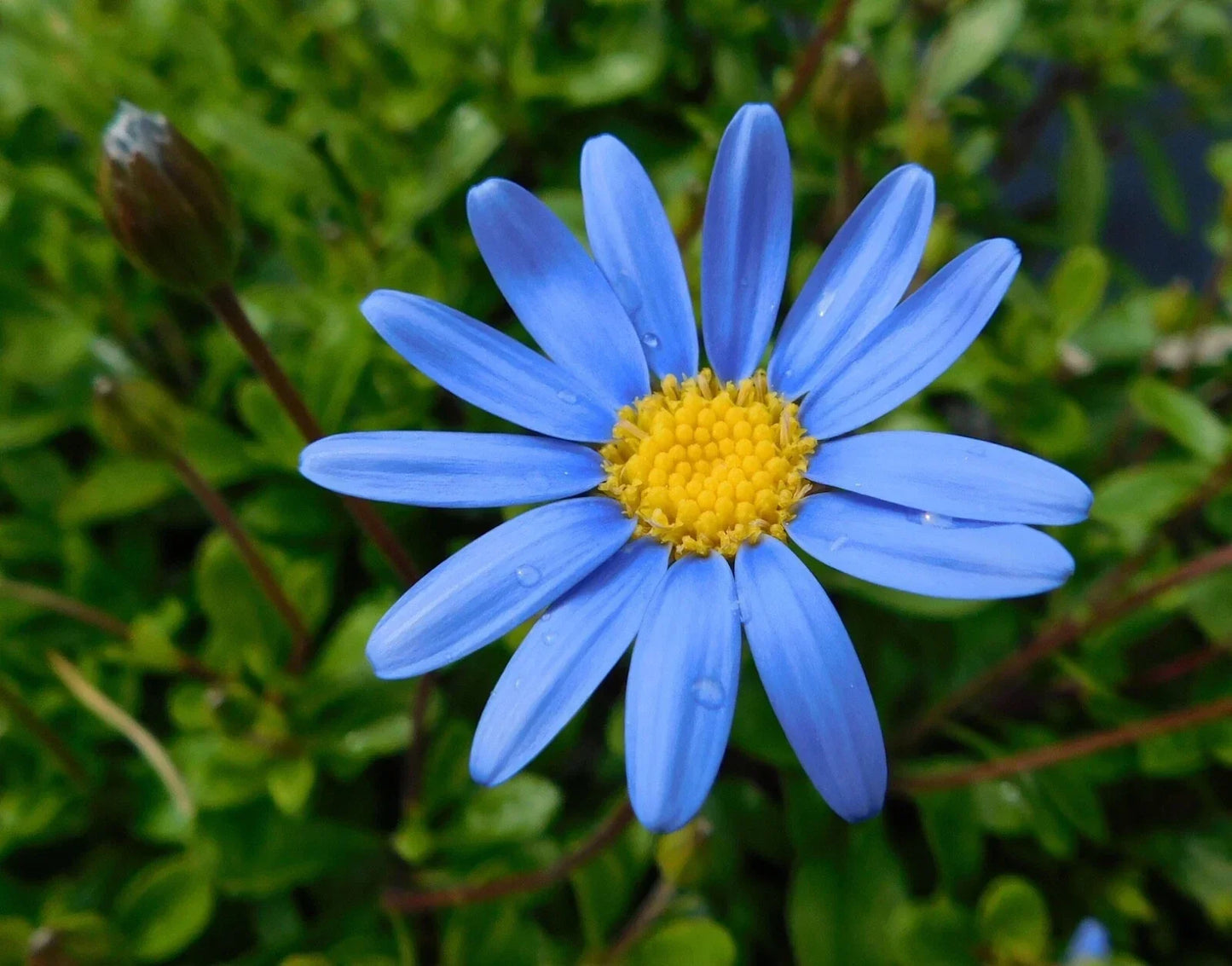 Felicia Blue Daisy Cuttings 10 Pack + 100 Seeds | Felicia amelloides for Rooting & Garden Planting