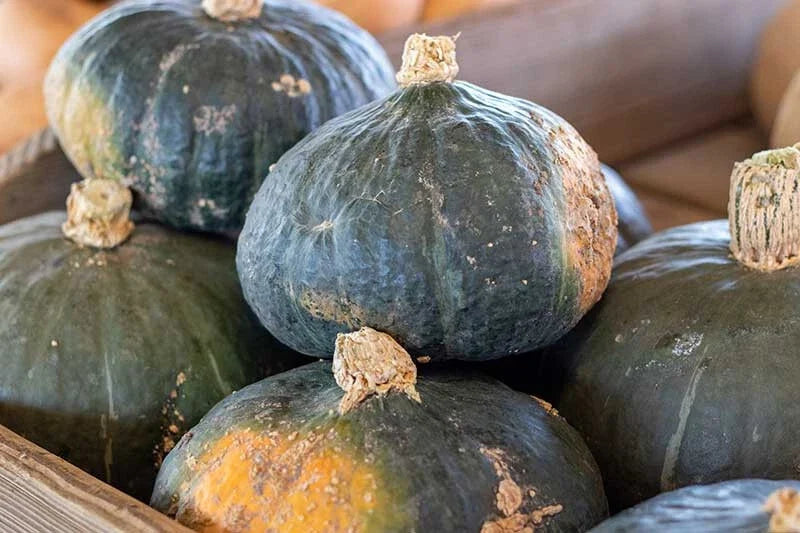 Buttercup Squash Seeds - 25+ Pack, Heirloom Cucurbita maxima, Non-GMO, Open-Pollinated, Home Garden, USA Grown