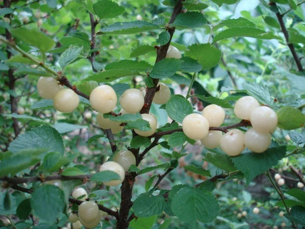 Nanking White Sweet Bush Cherry Plant - Dormant Rooted, Zones 2-7, Ideal for Cooking & Juicing