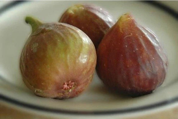 Ficus Carica 'Celeste' Fig Live Plant Cuttings - Set of Three Organic Fruit-Bearing Plants