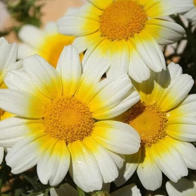 Garland Daisy Flower Seeds 100 Pack - Bicolor Yellow & White Blooms - Argyranthemum frutescens Garden Seeds