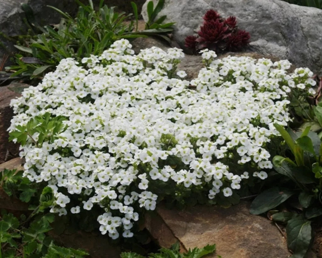 White Alpine Rockcress Seeds, Arabis alpina, Perennial Ground Cover, 465 Seeds for Rock Gardens and Borders