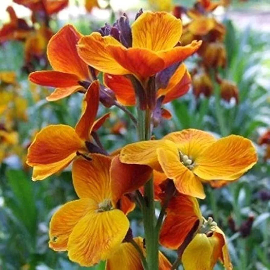 English Wallflower Seeds 150+ Cheiranthus Cheiri Butterfly Attracting Flower Seeds for Gardens