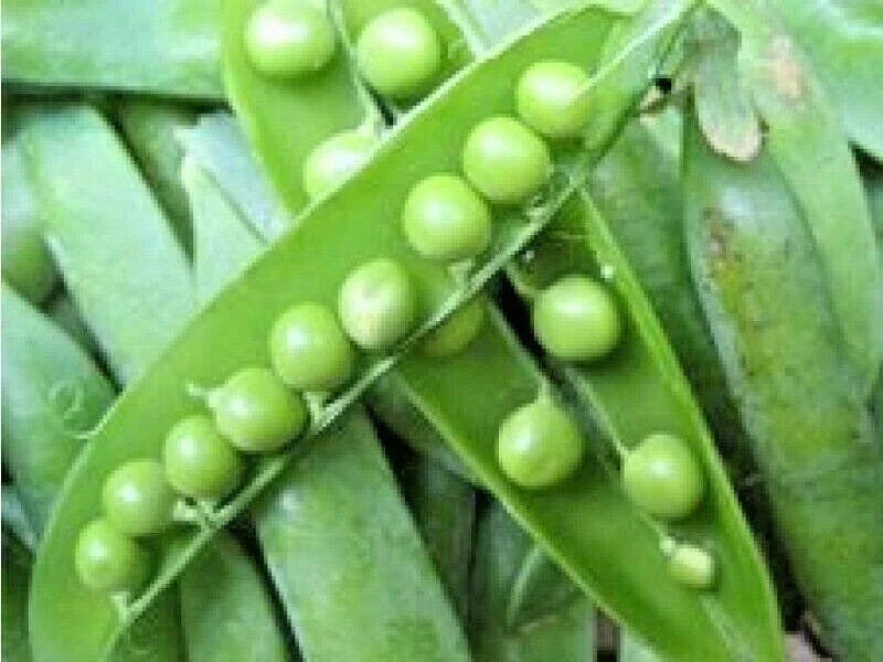 Lincoln Shelling Pea Seeds - Heirloom Pisum sativum for Spring & Fall, Climbing Vegetable Seeds, 50+ Seeds