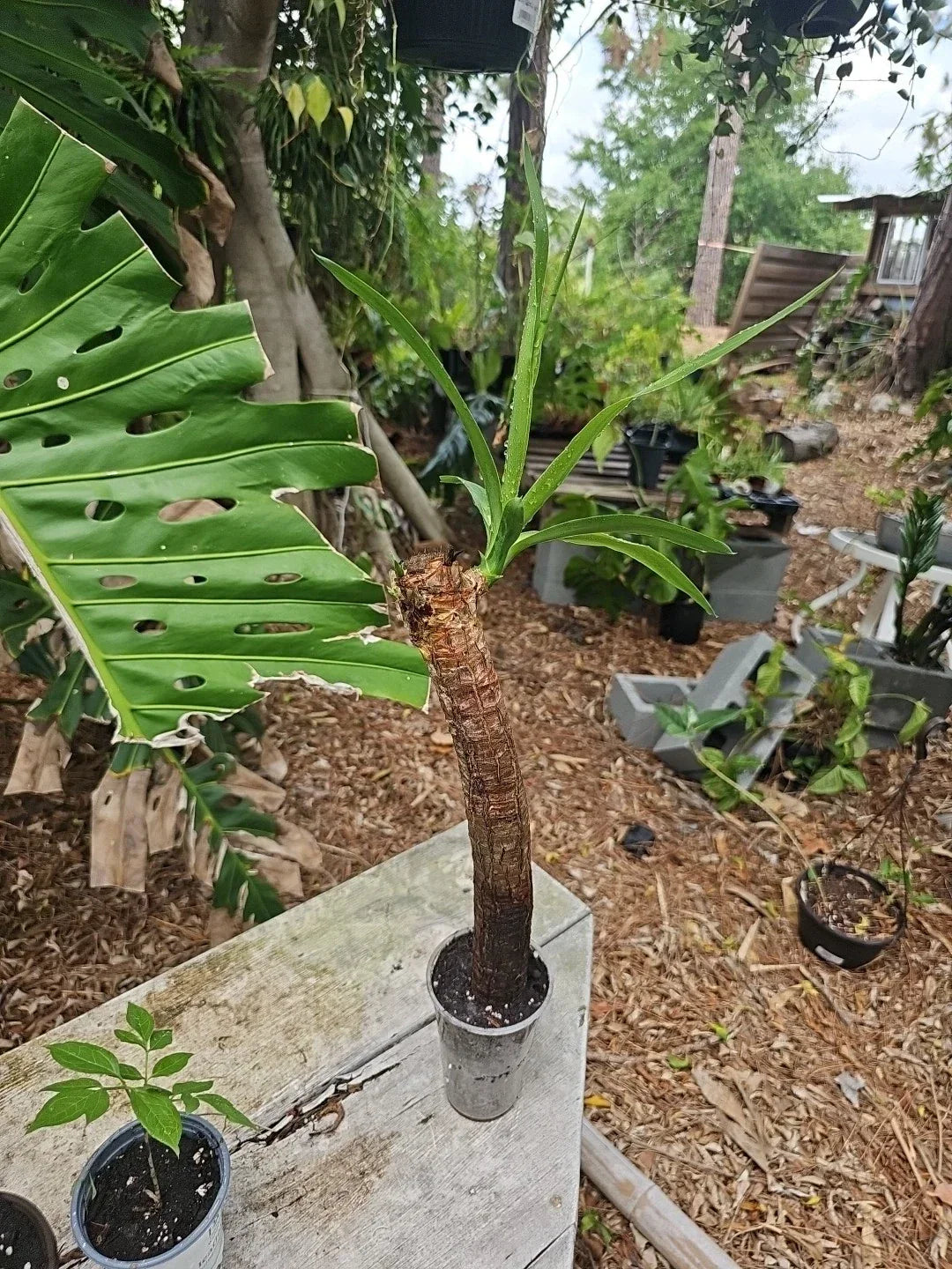 Yucca Elephantipes Soft-tip Spineless Gigantea Plant in 3" Pot - Indoor Tropical Succulent