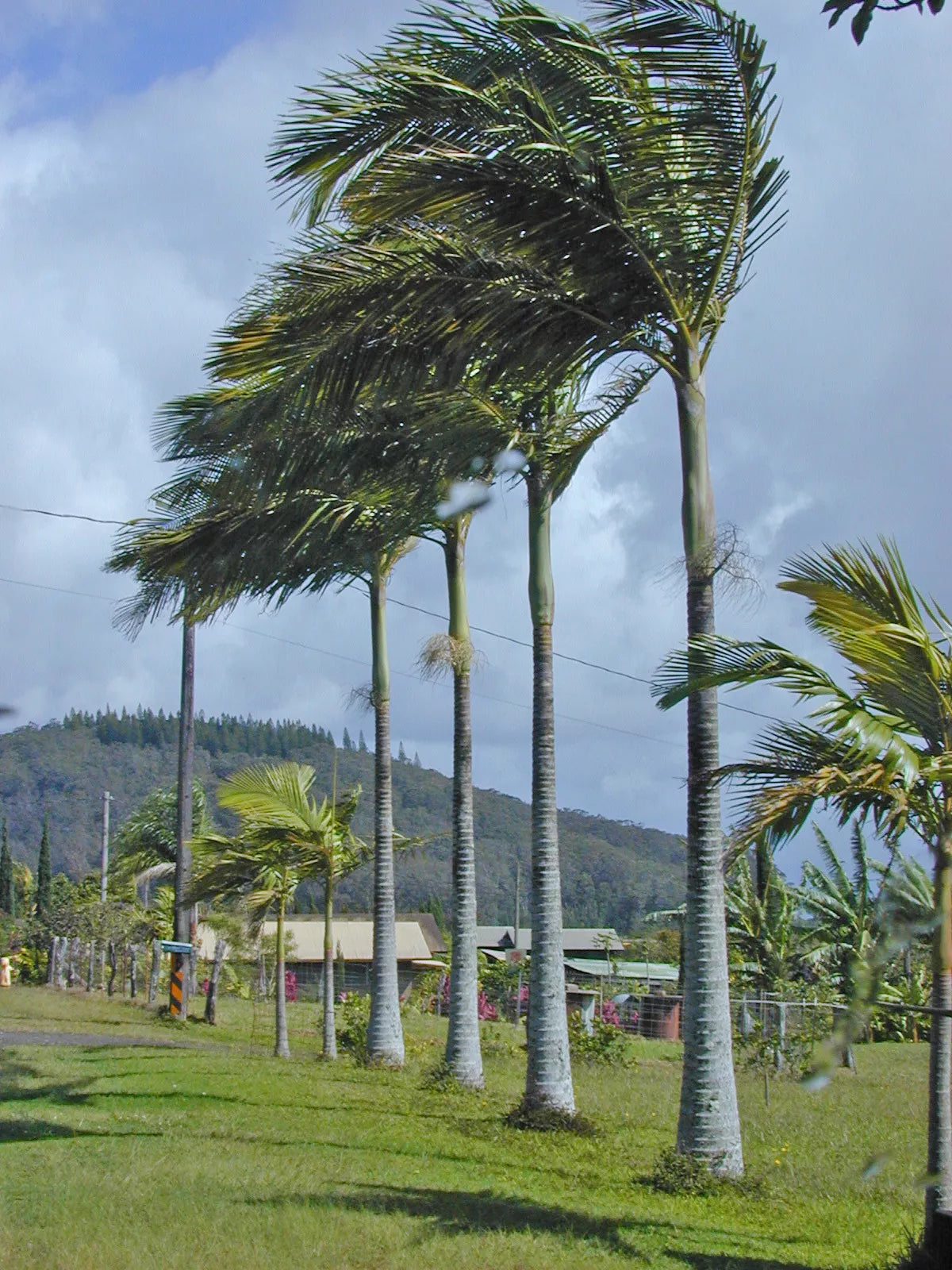 15 King Palm Seeds - Bangalow & Piccabeen Palms - Archontophoenix alexandrae - Tropical Garden Seeds