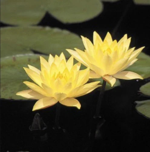 Large Pink Yellow Water Lily Tuber - Fully Rooted Live Nymphaea spp. Plant