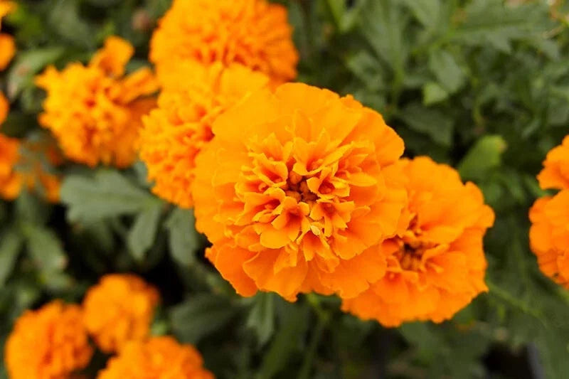 Mandarin Marigold Seeds Pack of 25+ | Tagetes erecta Garden Flower for Beds & Containers | USA Grown