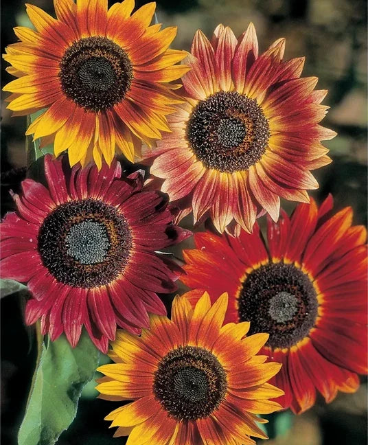 Evening Sun Sunflower Seeds - Helianthus bicolor Red Orange Flower Seeds for Vibrant Garden Blooms