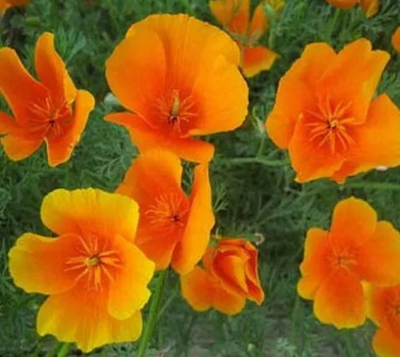 California Orange Poppy Seeds - 300+ Perennial Garden Flower, Bees Friendly, Eschscholzia californica