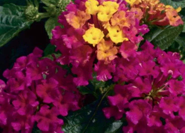Lantana Camara Live Plants, 4 Baby Plugs, Drought & Heat Tolerant, Colorful Blooms, Garden Flowers