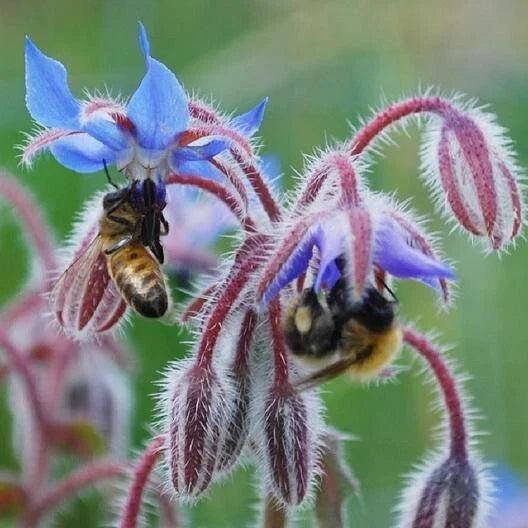 Borage Seeds - Heirloom Non-GMO Edible Flowers & Leaves - Borago officinalis
