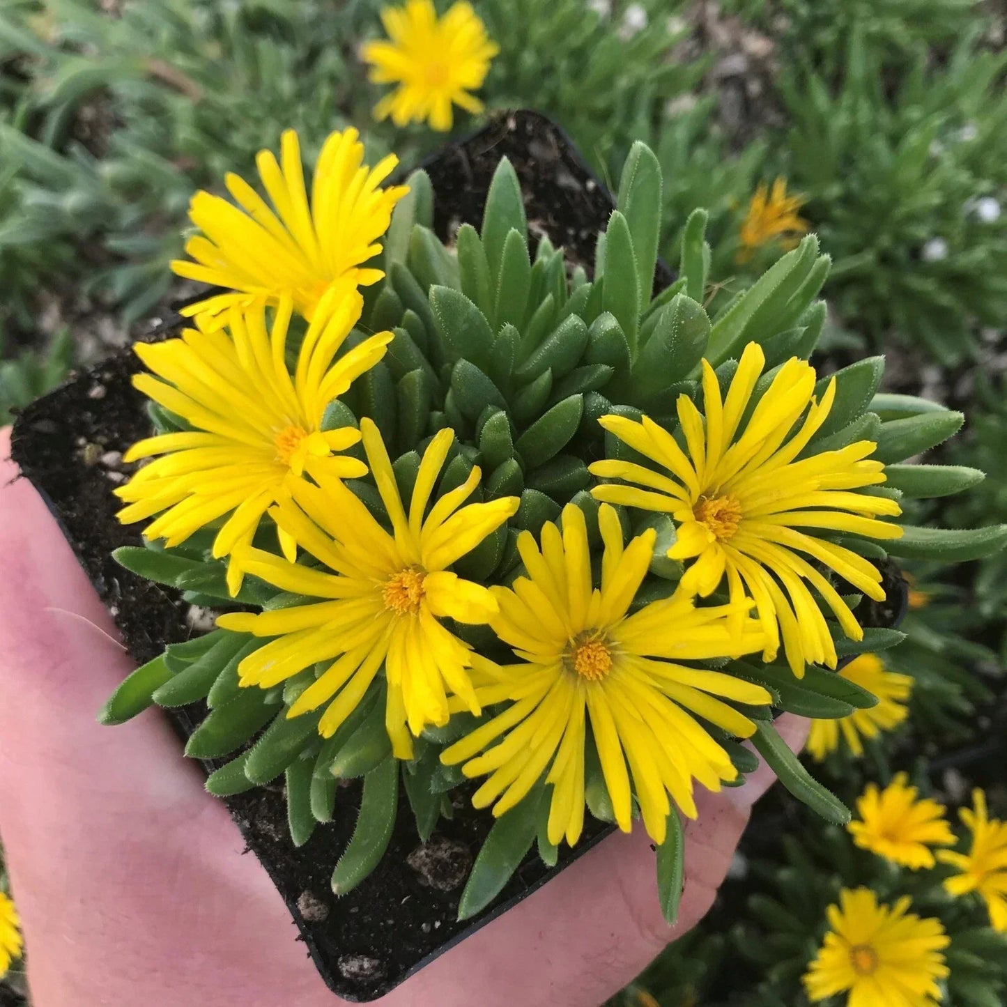 Yellow Ice Plant Live - 1 Pot - Vibrant Succulent Ground Cover Delosperma cooperi