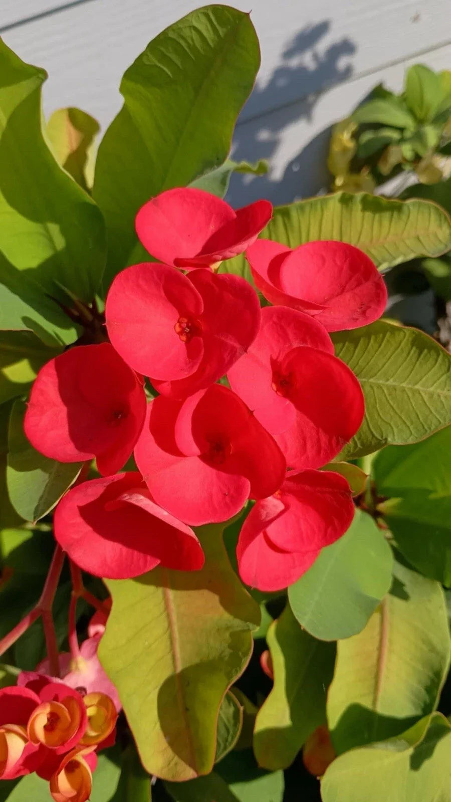 Crown of Thorns Cutting Bright Red Euphorbia milii Low Maintenance Indoor Outdoor Plant