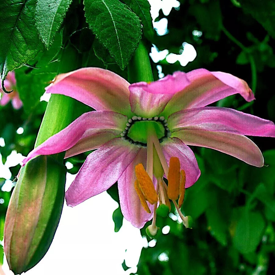 20 Banana Passionfruit Seeds Passiflora Mollissima Rare Fast-Growing Climbing Vine for Garden or Container Plant