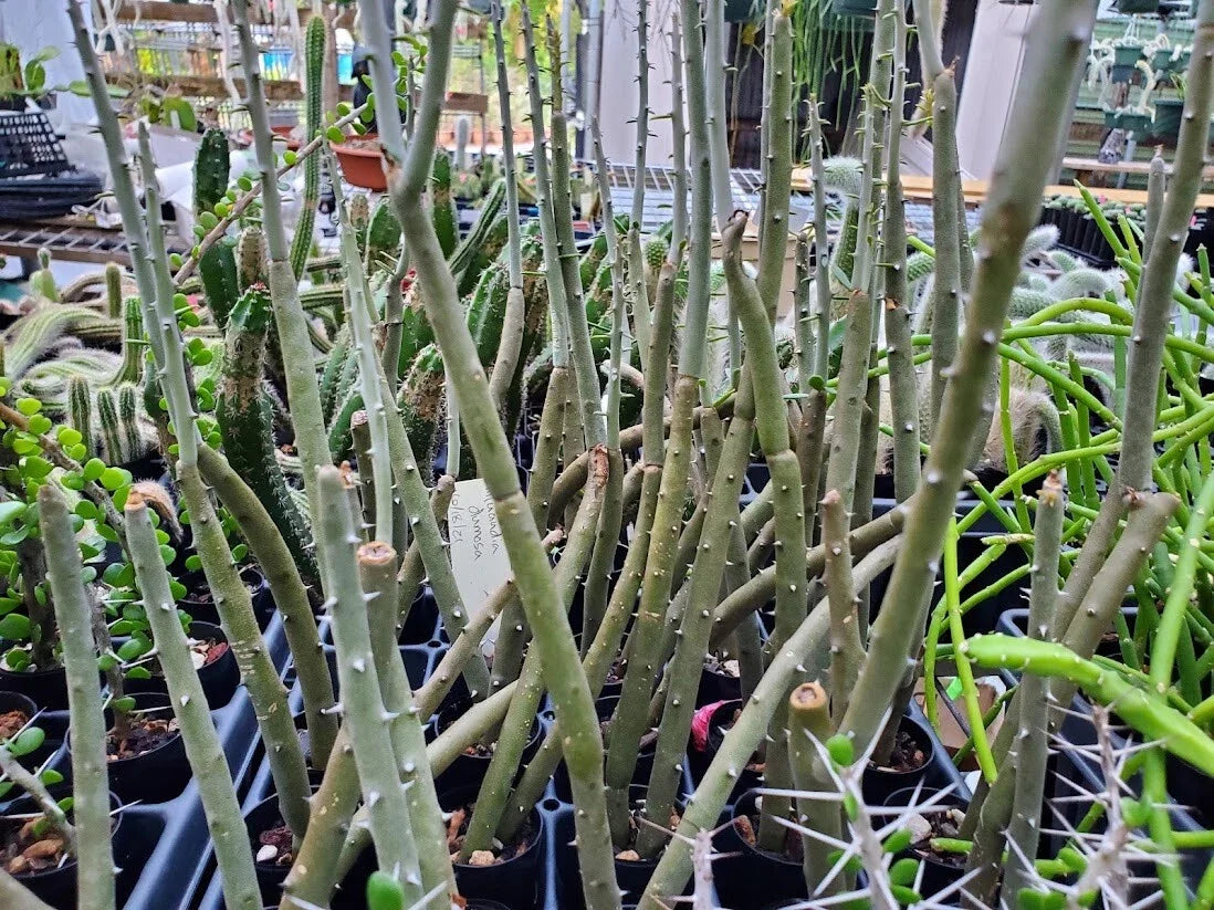 Alluaudia dumosa Rooted Cutting - Madagascar Succulent Plant for Indoor & Outdoor Gardens