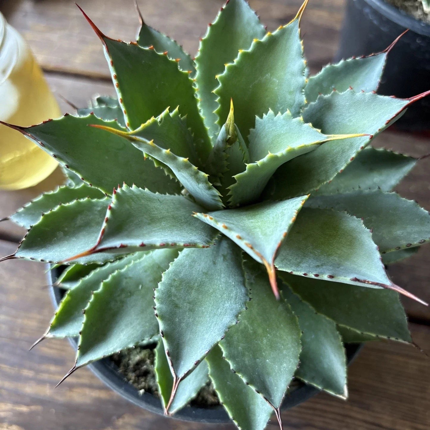 Agave Potatorum Succulent Plant 6-Inch Rooted in Pot, Ornamental Cactus for Home & Garden Decor