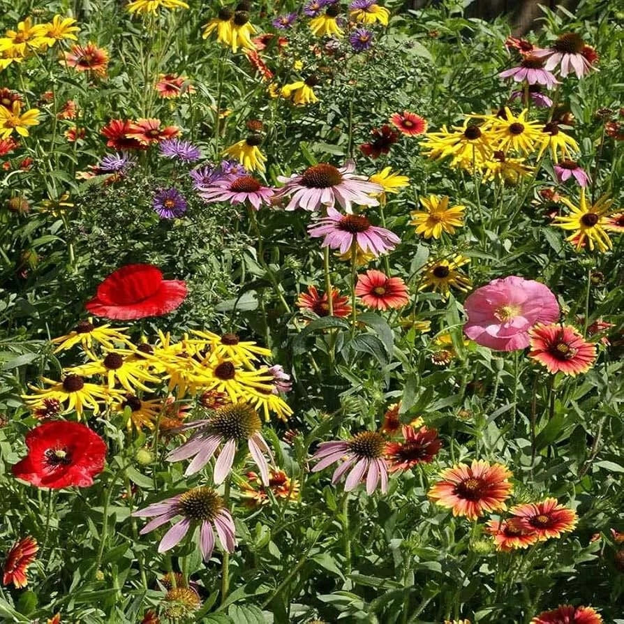 Midwestern Wildflower Seeds Mix - 19 Native Species for Garden & Meadow