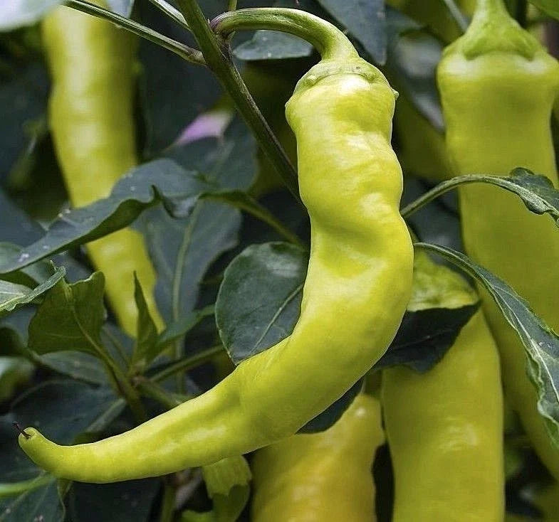 Sweet Banana Pepper Seeds, Non-GMO, Greek Salad Variety, Capsicum annuum, 18-24 inch plant, Vegetable Seeds
