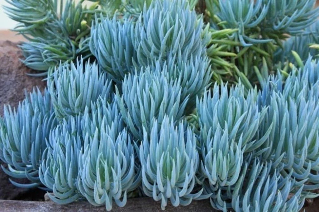 Blue Chalk Sticks Succulent Cutting - Live Senecio serpens, Easy Care, Rare Blue-Green Succulent for Indoor & Outdoor Gardens
