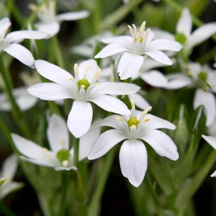 Star of Bethlehem Bulbs | 25 Small Bulbs | White Star-Shaped Flowers | Ornithogalum Umbetallum Spring Blooming
