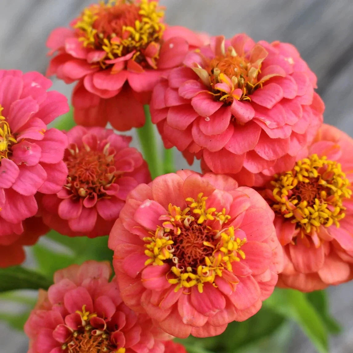 Lilliput Salmon Zinnia Seeds - 100+ Pack, Annual Flowers for Garden, Zinnia elegans, Vibrant Salmon Blooms, Attracts Pollinators