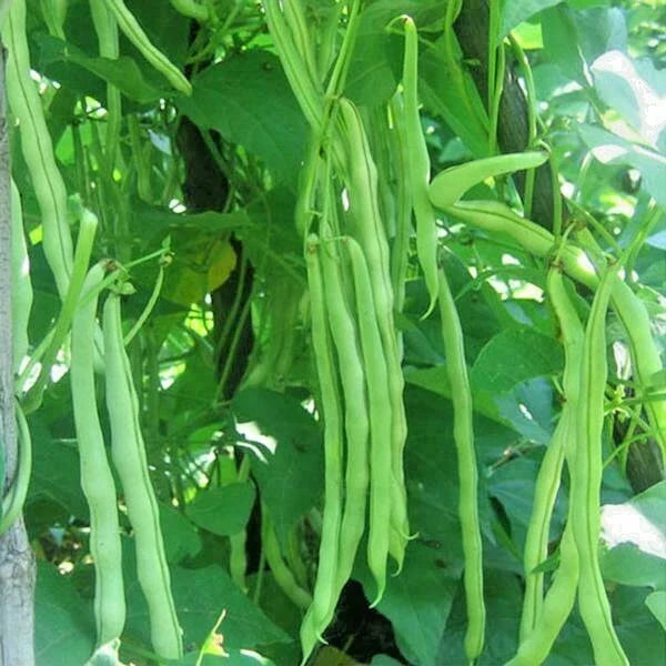 Kentucky Wonder Pole Bean Seeds - 50+ Heirloom Phaseolus vulgaris Seeds