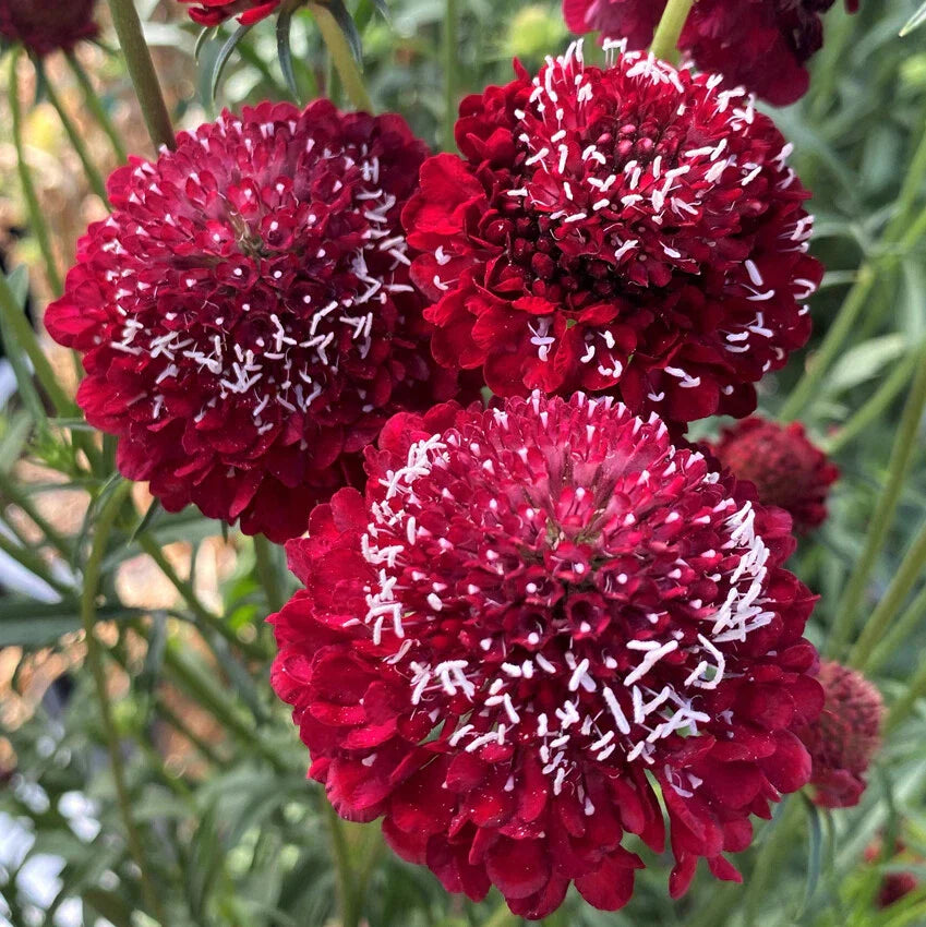 Scabiosa Raspberry Red Pincushion Flower Seeds 40 Count - Scabiosa atropurpurea for 2025 Gardening