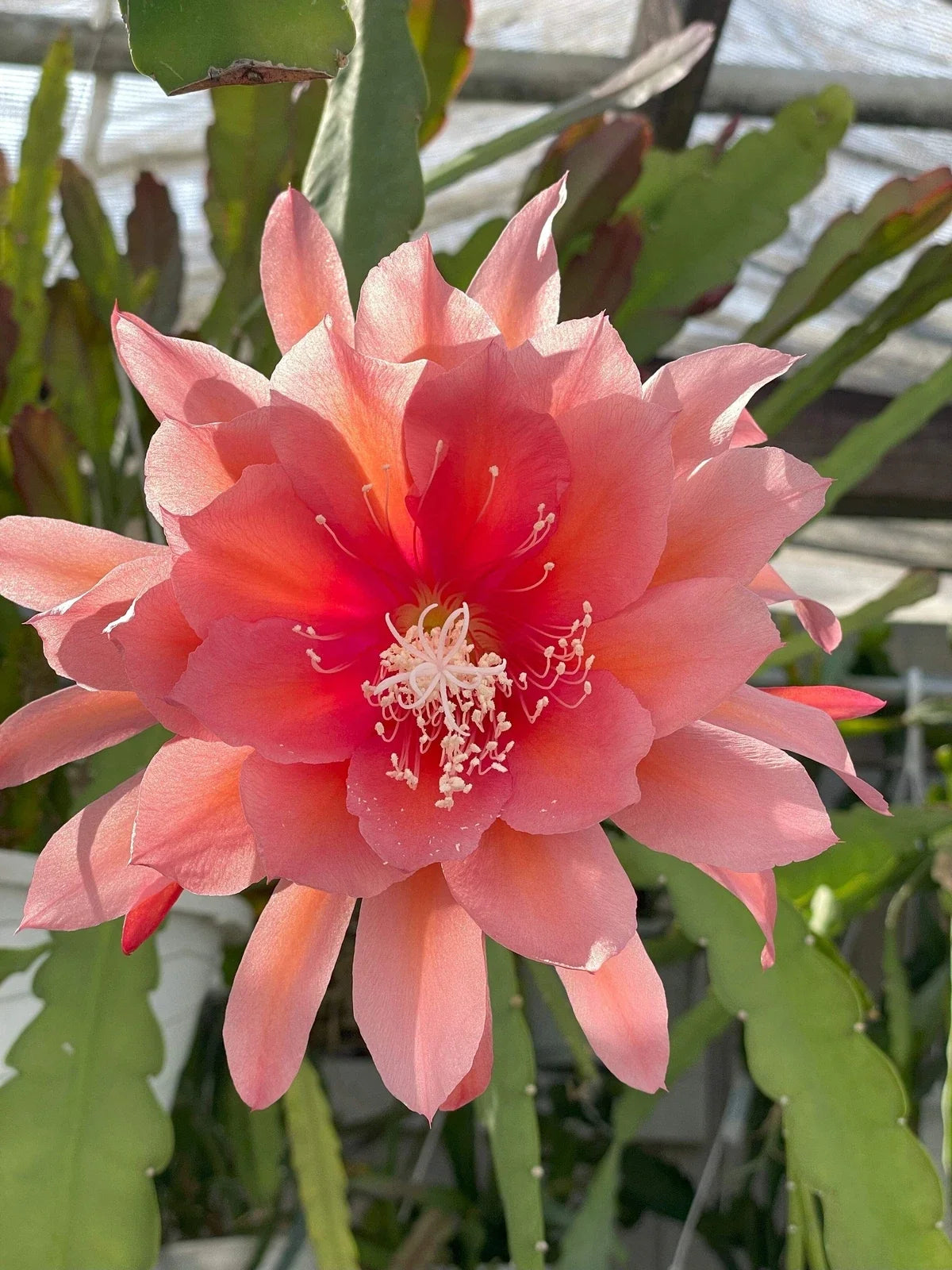 Epiphyllum 'Southern Charm' Fully-Rooted Succulent Plant in Pot, Tropical Cactus for Indoor Garden, Vibrant Blooms
