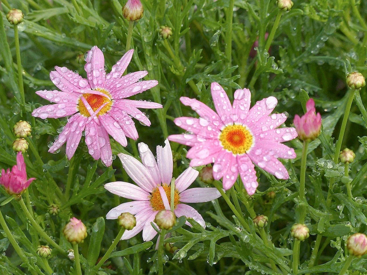 Pink Marguerite Daisy Seeds - 200+ Argyranthemum frutescens Perennial Garden Planting, Pink Flowers, Butterfly Attractant
