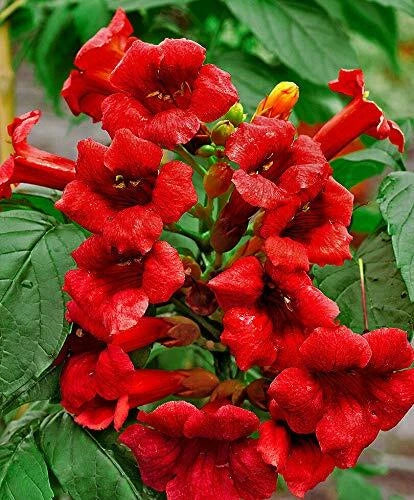 Dark Red Hummingbird Trumpet Vine Seeds - Hardy Climbing Campsis radicans - 20 Seeds