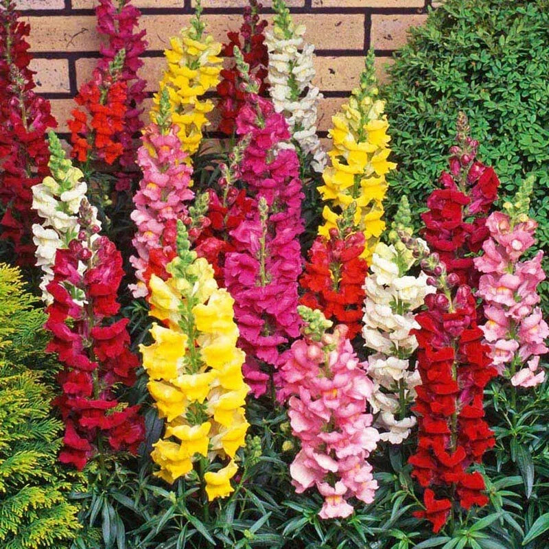 Snapdragon Flower Seeds - 15 Pack, Antirrhinum majus, Vibrant Blooms, Easy to Grow, Pollinator Attracting, Garden & Container Plant