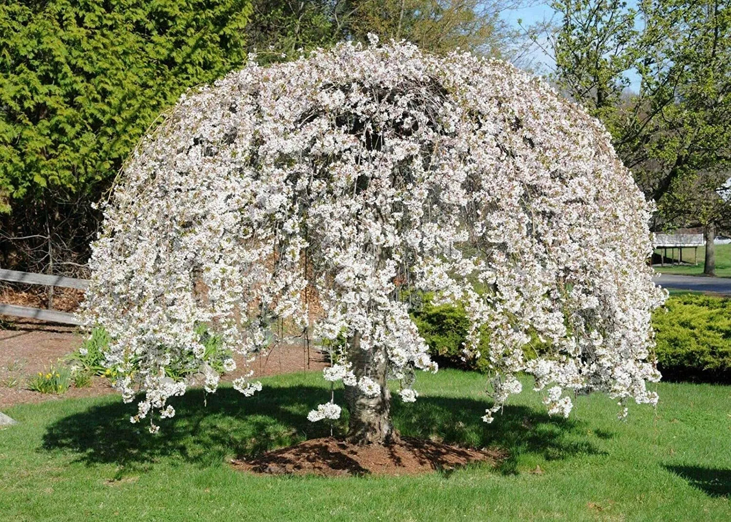 Weeping Yoshino Cherry Tree Live Plant 24-36 Inches Prunus x yedoensis 'Shidare Yoshino' Bare Rooted