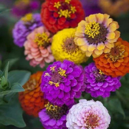 Dwarf Button Box Zinnia Seeds - Heirloom 200 Non-GMO Seeds, 6 Colors for Gardens & Containers